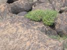 PICTURES/Painted Rock Petroglyph Site/t_IMG_8738.JPG